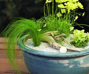 Beach garden in a pot