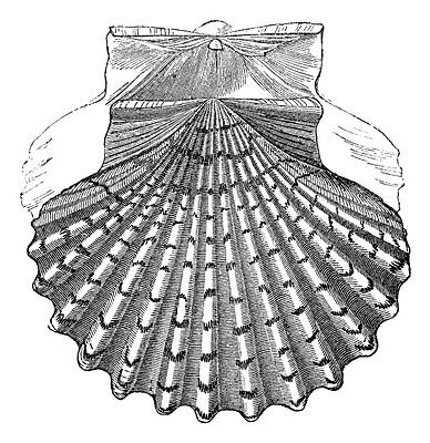 Seashell vintage images